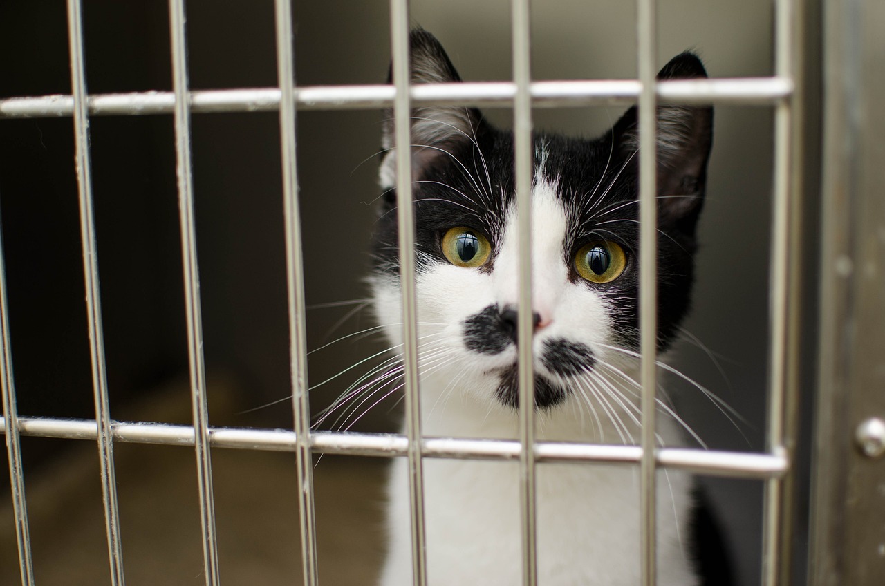 How to Volunteer at an Animal Shelter